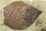 Two Fossil Leaves (Davidia & Beringiaphyllum) - Montana #262348-2